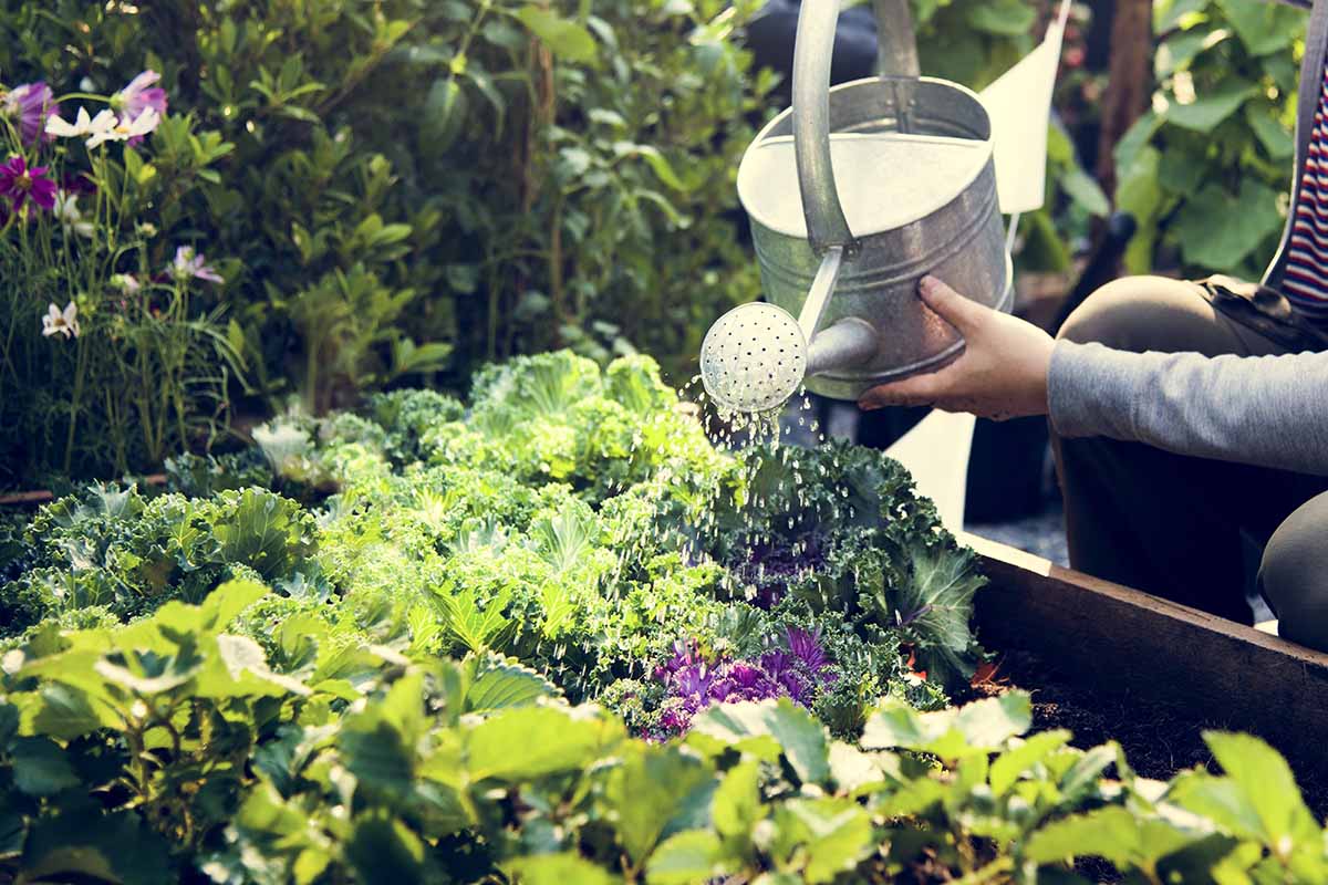 A close up horizontal image of a gardener watering a vegetable patch.