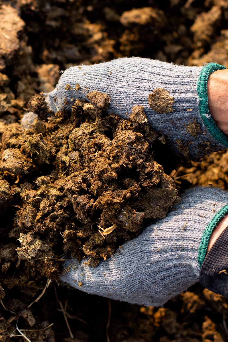 A close up vertical image of two gloved hands from the right of the frame picking up well rotted manure to use as plant food.