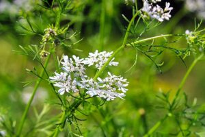 A close up horizontal image of the white flowers of cilantro that has bolted pictured on a soft focus background.