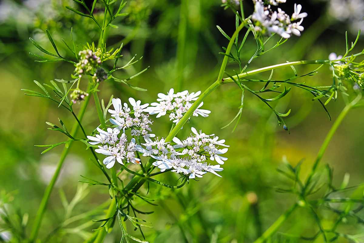 A close up horizontal image of the white flowers of cilantro that has bolted pictured on a soft focus background.