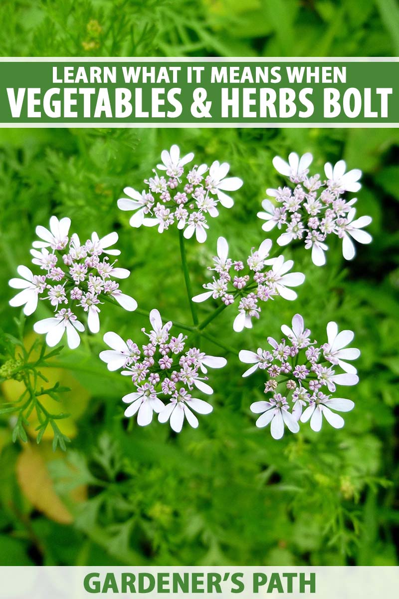 A close up vertical image of the white flowers of cilantro that has bolted and is setting seed. To the top and bottom of the frame is green and white printed text.