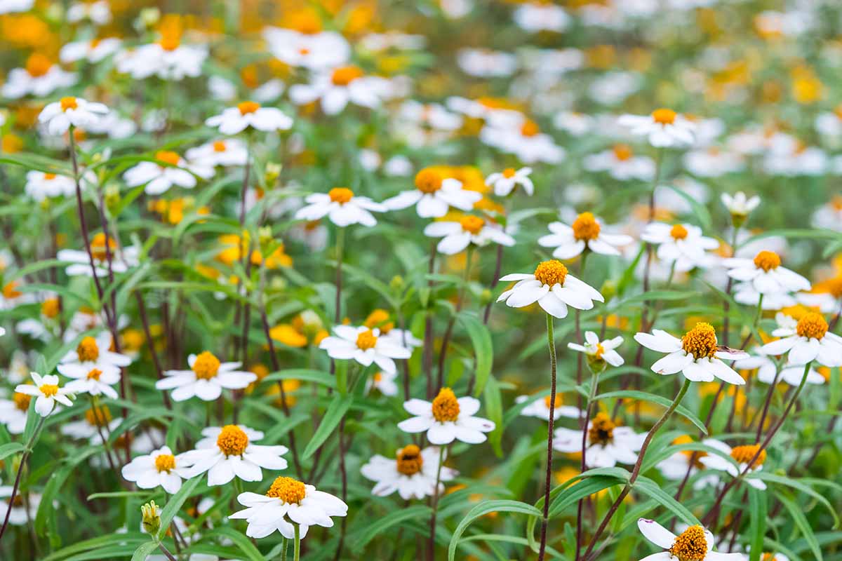 A horizontal image of a meadow filled with white Bidens flowers growing en masse.