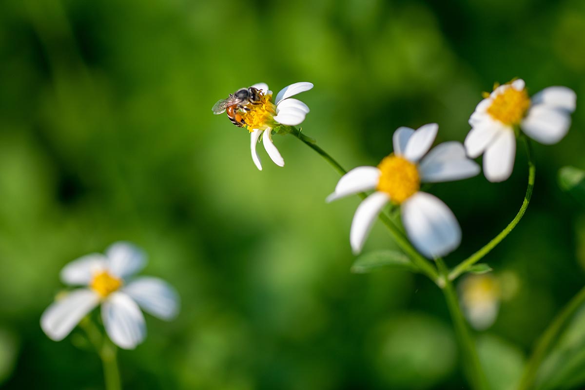 A close up horizontal image of Bidens alba flowers pictured on a soft focus background.