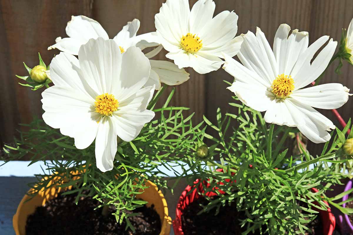 A close up horizontal image of white cosmos flowers growing in colorful pots pictured in bright sunshine.