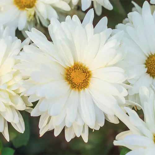 A close up square image of 'White Daisy' chrysanthemum flowers pictured on a soft focus background.
