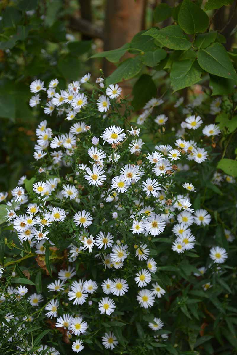 A close up vertical image of Symphyotrichum ericoides flowers growing in the garden pictured on a soft focus background.