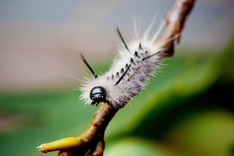 A close up horizontal image of a white hickory tussock moth caterpillar making its way along the branch of a tree.