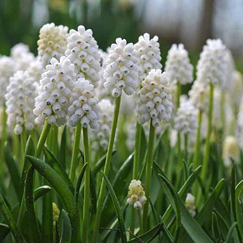 A square image of white Muscari 'White Magic' flowers pictured on a soft focus background.