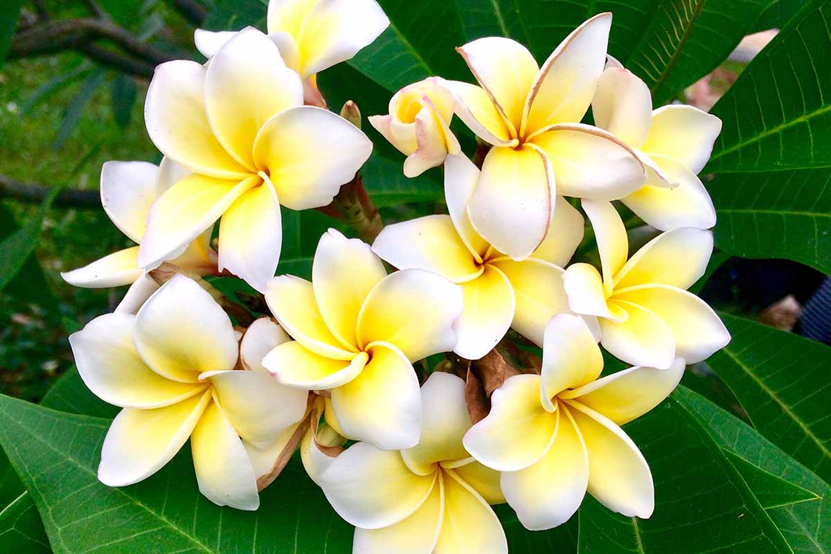 A close up horizontal image of a cluster of white and yellow frangipani (Plumeria) flowers with foliage in soft focus in the background.