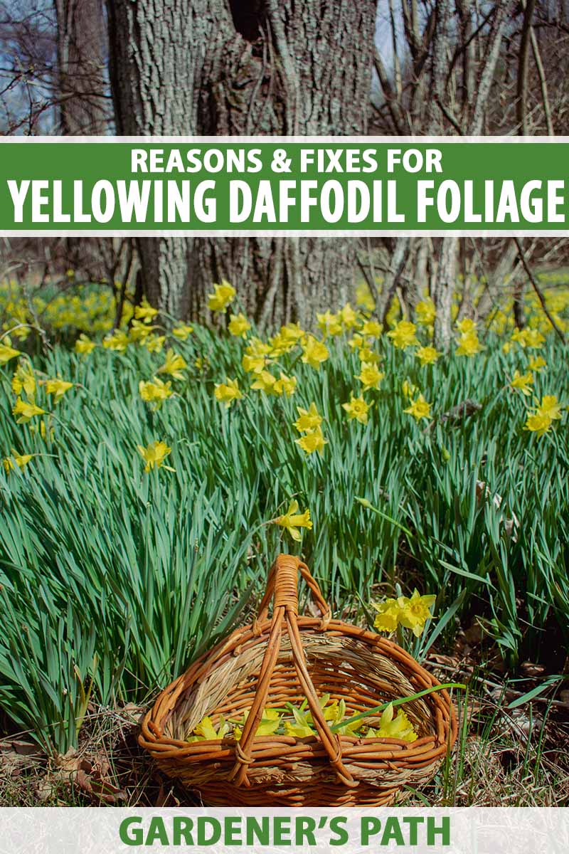 A vertical image of flowering daffodils growing under a large tree with a wicker basket in the foreground. To the top and bottom of the frame is green and white printed text.