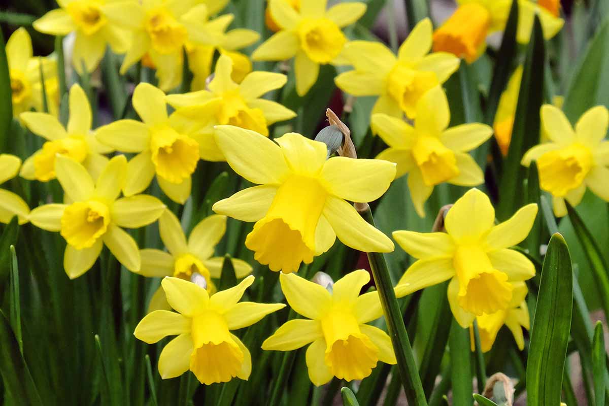 A close up horizontal image of bright yellow daffodils growing in the garden.