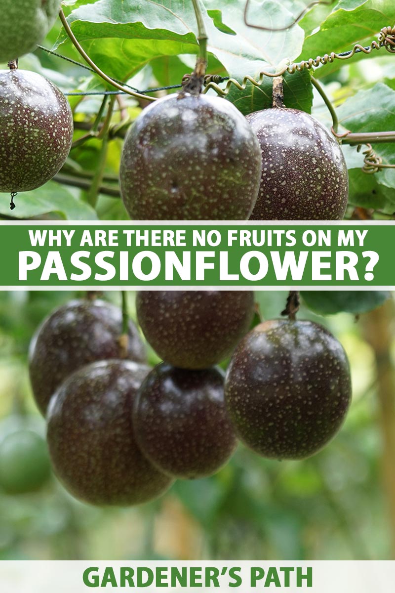 A close up vertical image of ripe passion fruits growing on the vine pictured on a soft focus background. To the center and bottom of the frame is green and white printed text.