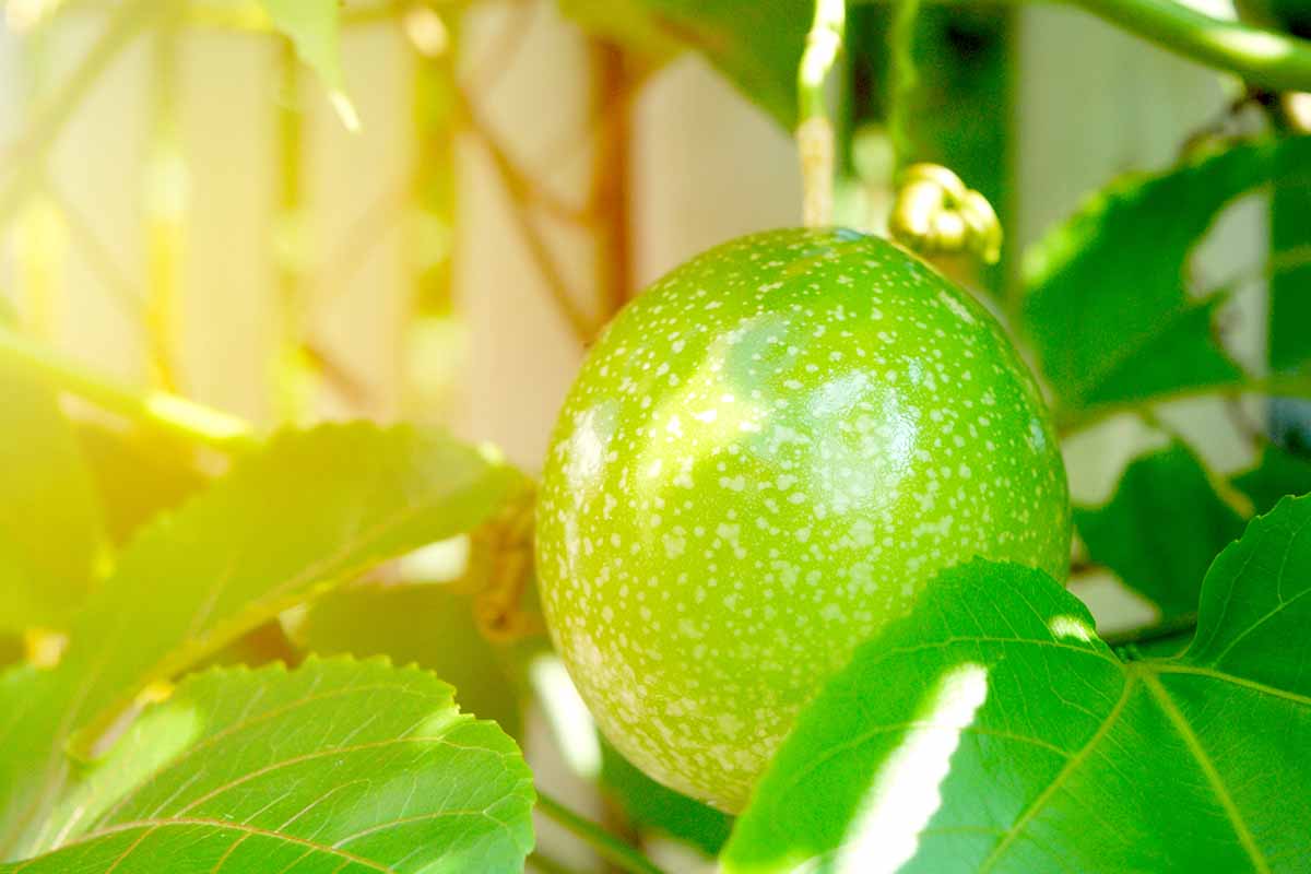 A close up horizontal image of a green developing passion fruit pictured in light evening sunshine.