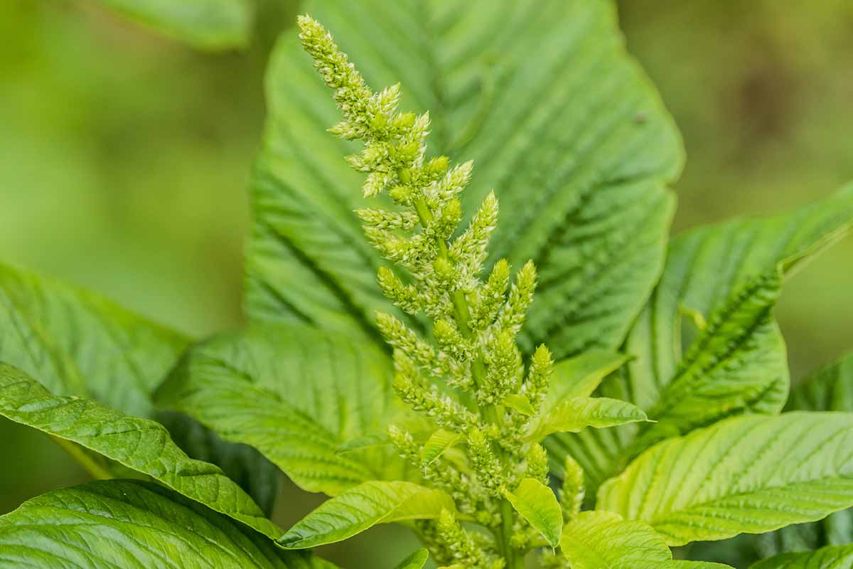 A close up horizontal image of the leaves and flower cluster of Amaranthus retroflexus pictured on a soft focus background.