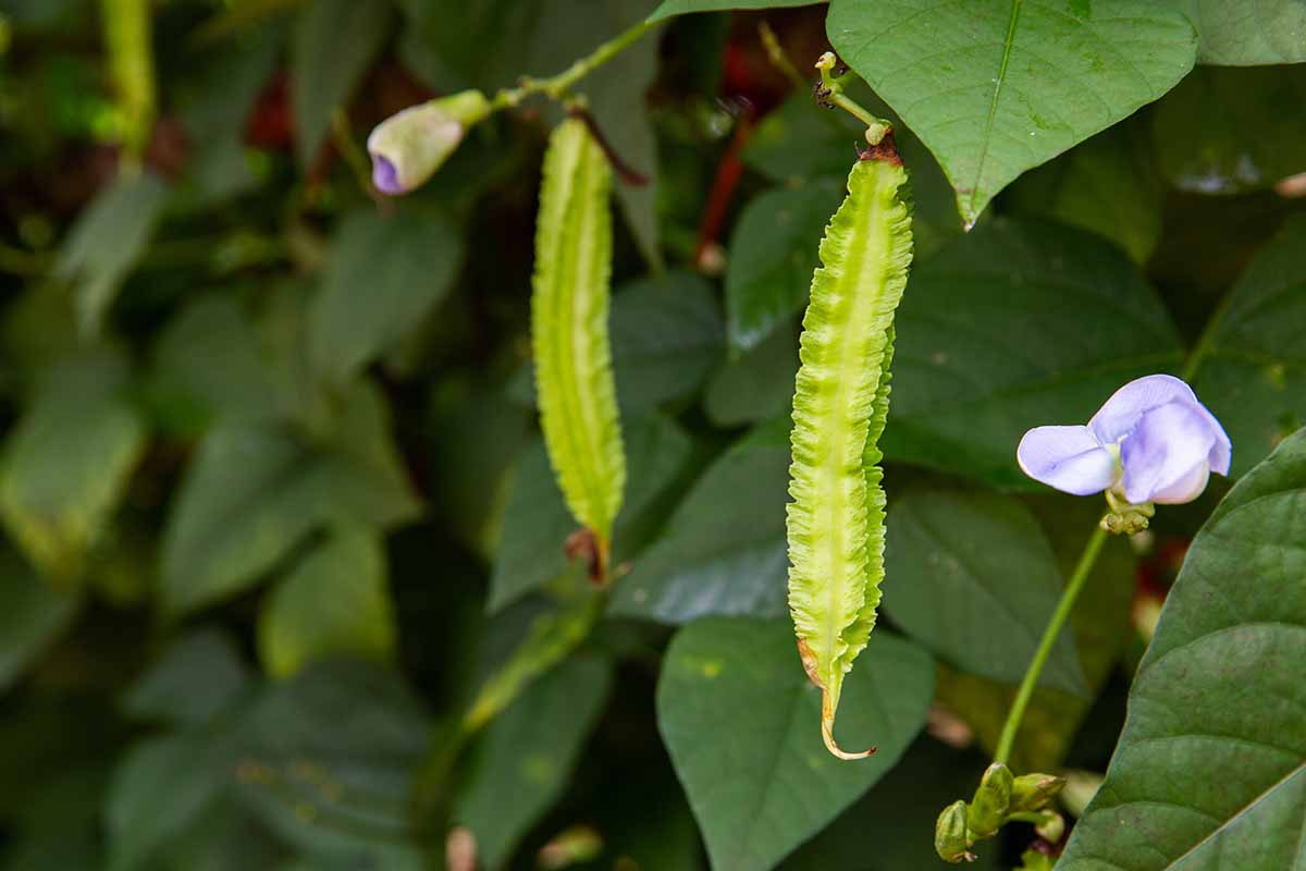 A close up horizontal image of winged beans growing in the garden with foliage in soft focus in the background.