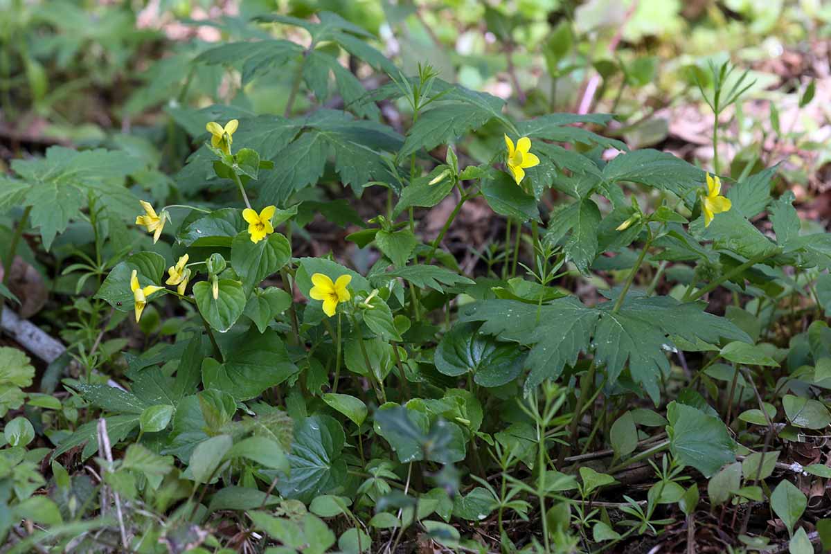 A horizontal image of yellow wood violets growing wild.