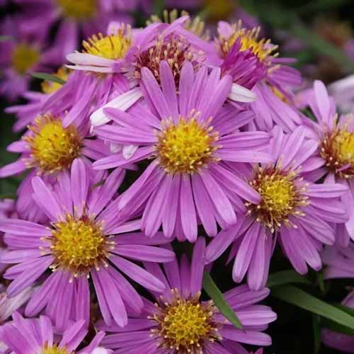 A close up square image of bright woods pink aster flowers pictured on a soft focus background.