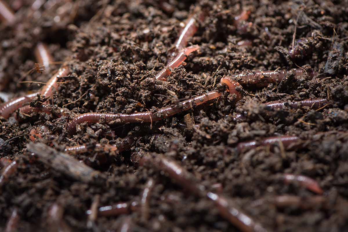 A close up horizontal image of worms on the surface of dark, rich soil.