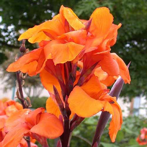 A square image of a 'Wyoming' canna flower in bright orange pictured on a soft focus background.