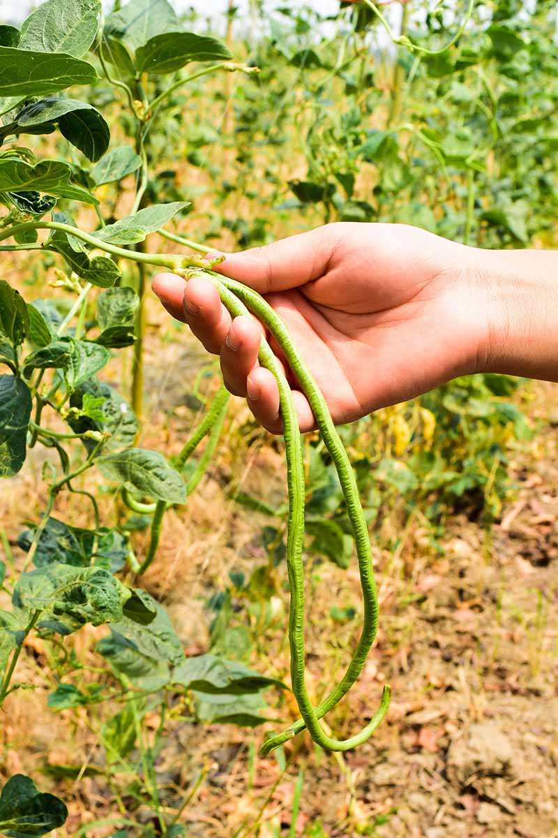 A vertical image of a hand from the right of the frame harvesting yard long beans from a plant.