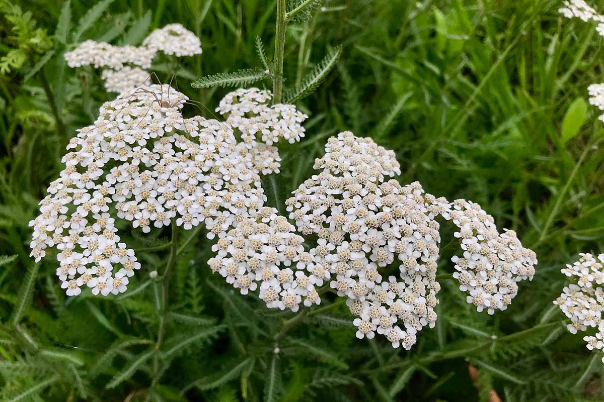 A close up horizontal image of common yarrow flowers growing in the garden with foliage in soft focus in the background.