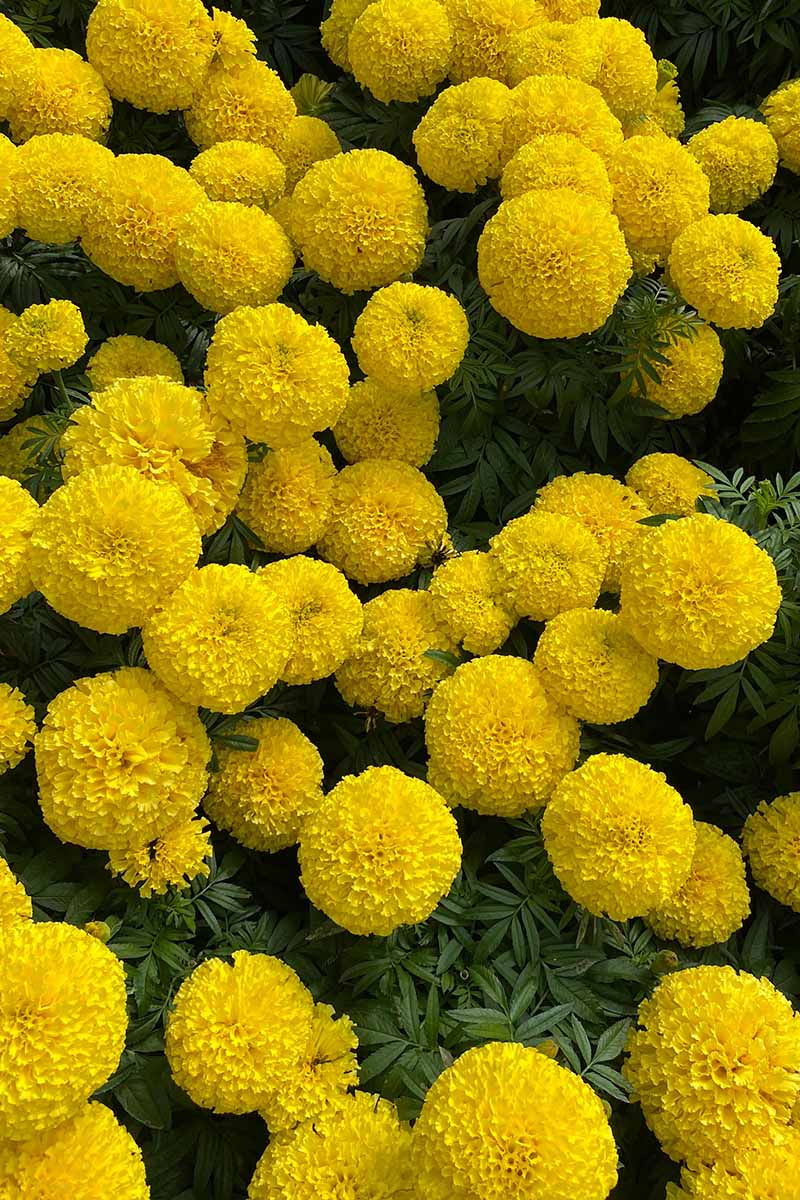 A close up vertical image of yellow African marigolds growing in a large swath in the garden.