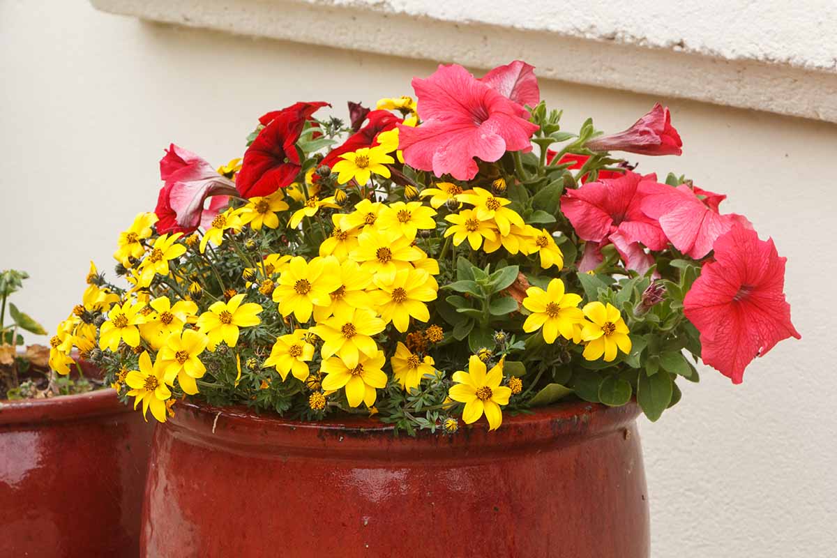 A close up horizontal image of red and yellow flowers growing in a ceramic planter.