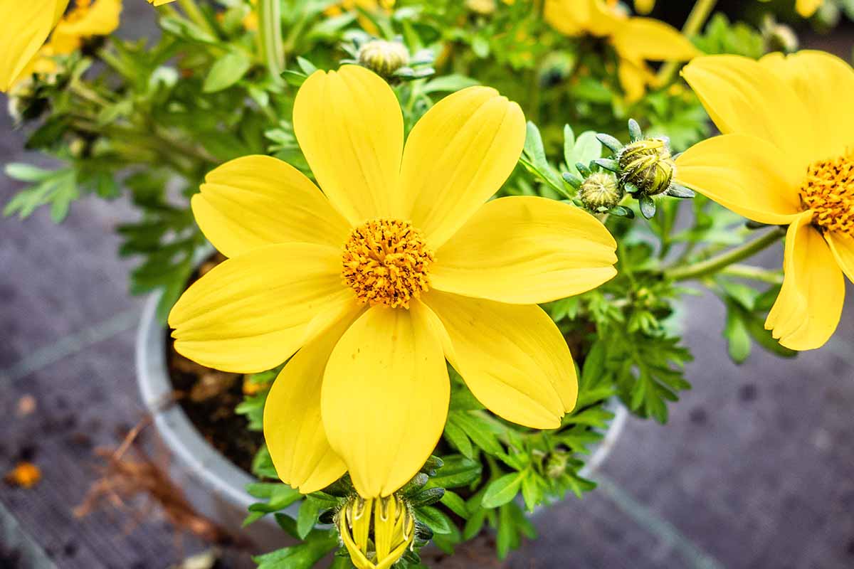 A close up horizontal image of yellow sulfur cosmos flowers growing in containers.