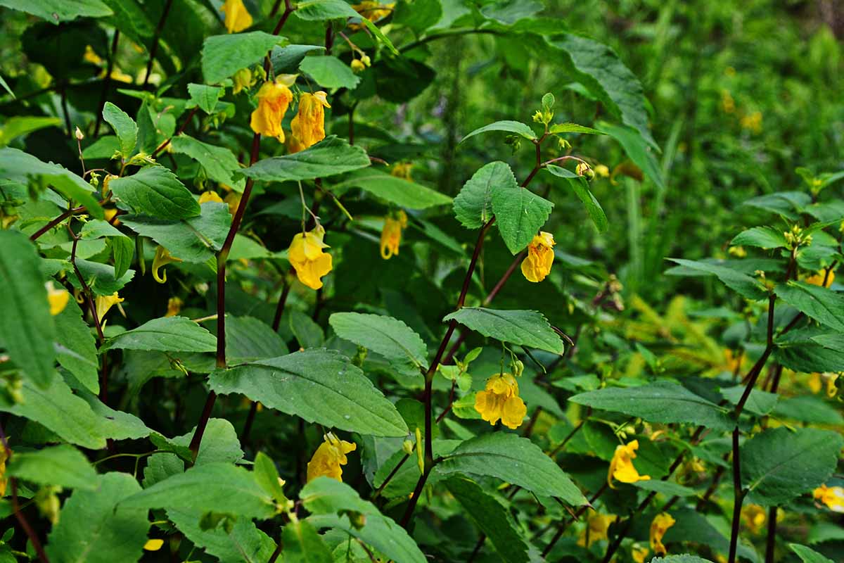 A horizontal image of yellow jewelweed growing wild in a woodland setting.