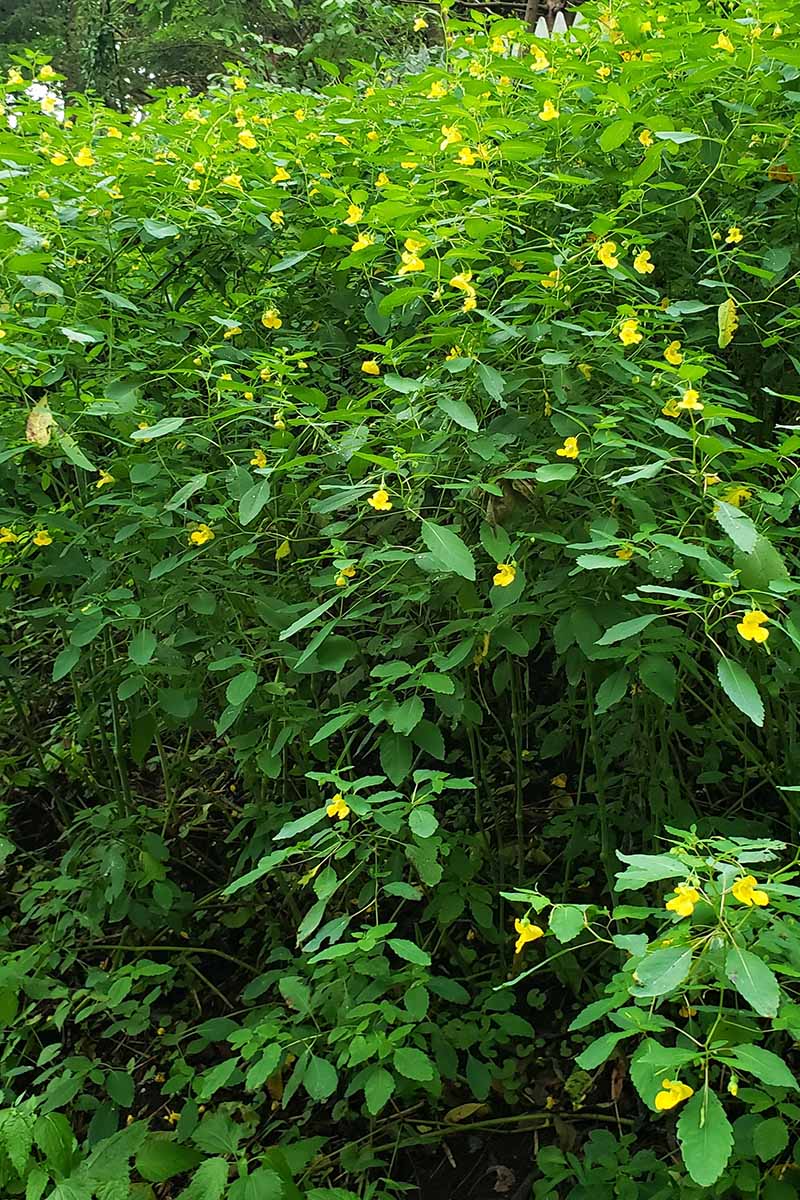 A vertical image of a large stand of yellow jewelweed growing wild.