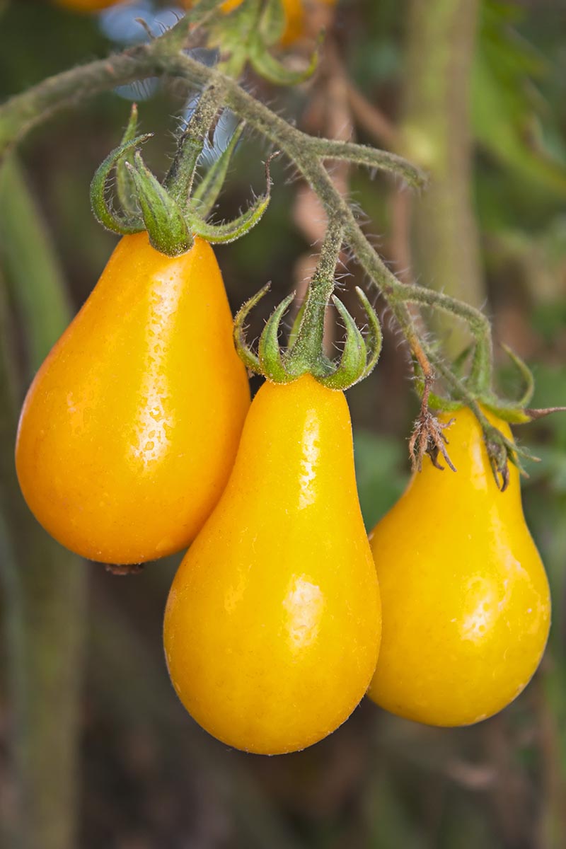 A close up vertical image of 'Yellow Pear' tomatoes growing on the vine pictured on a soft focus background.