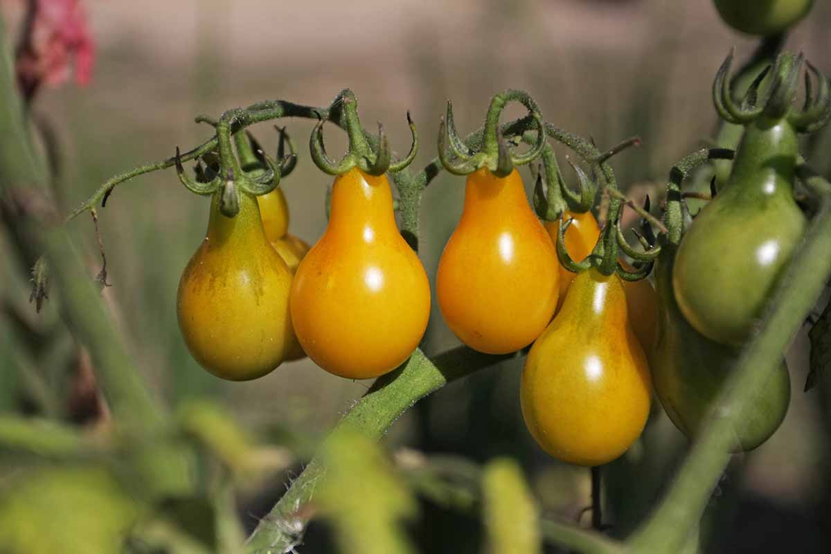 A close up horizontal image of 'Yellow Pear' tomatoes ripening on the vine pictured in light sunshine on a soft focus background.
