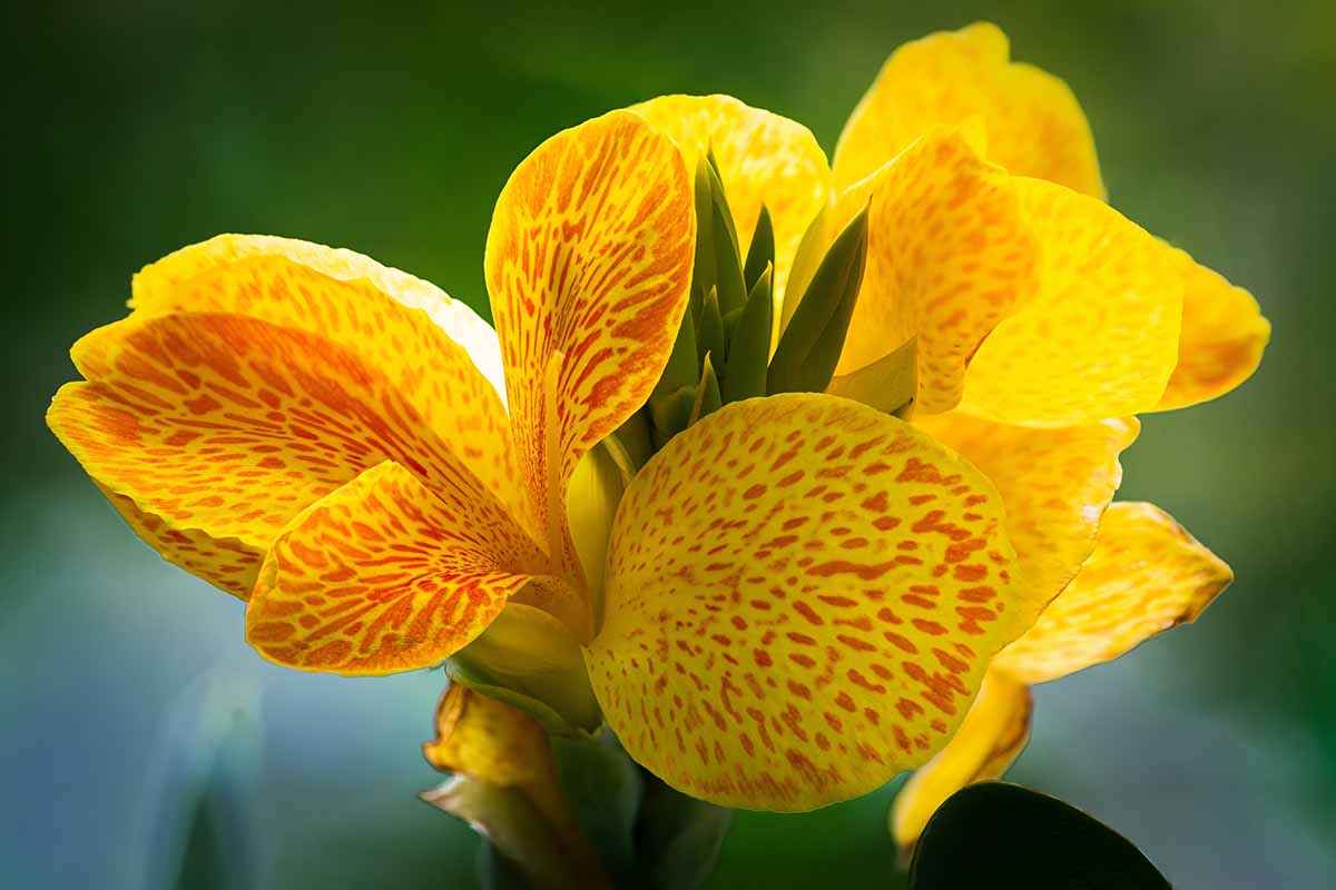 A close up horizontal image of a yellow and orange bicolored canna lily flower pictured on a soft focus background.