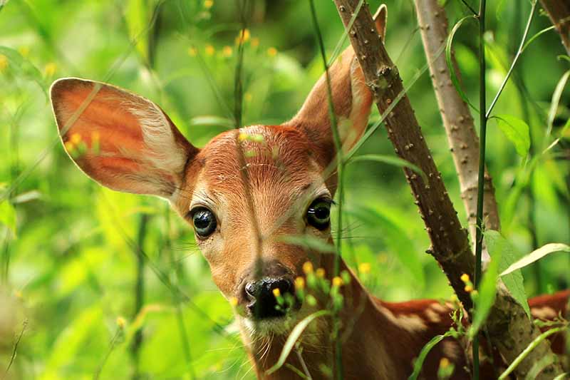 A horizontal image of a young deer peeking out from behind some plants.
