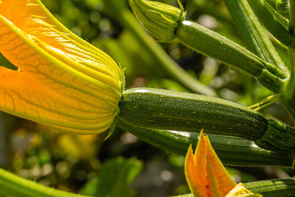 A close up horizontal image of small zucchini fruits and flowers growing in the garden pictured on a soft focus background.