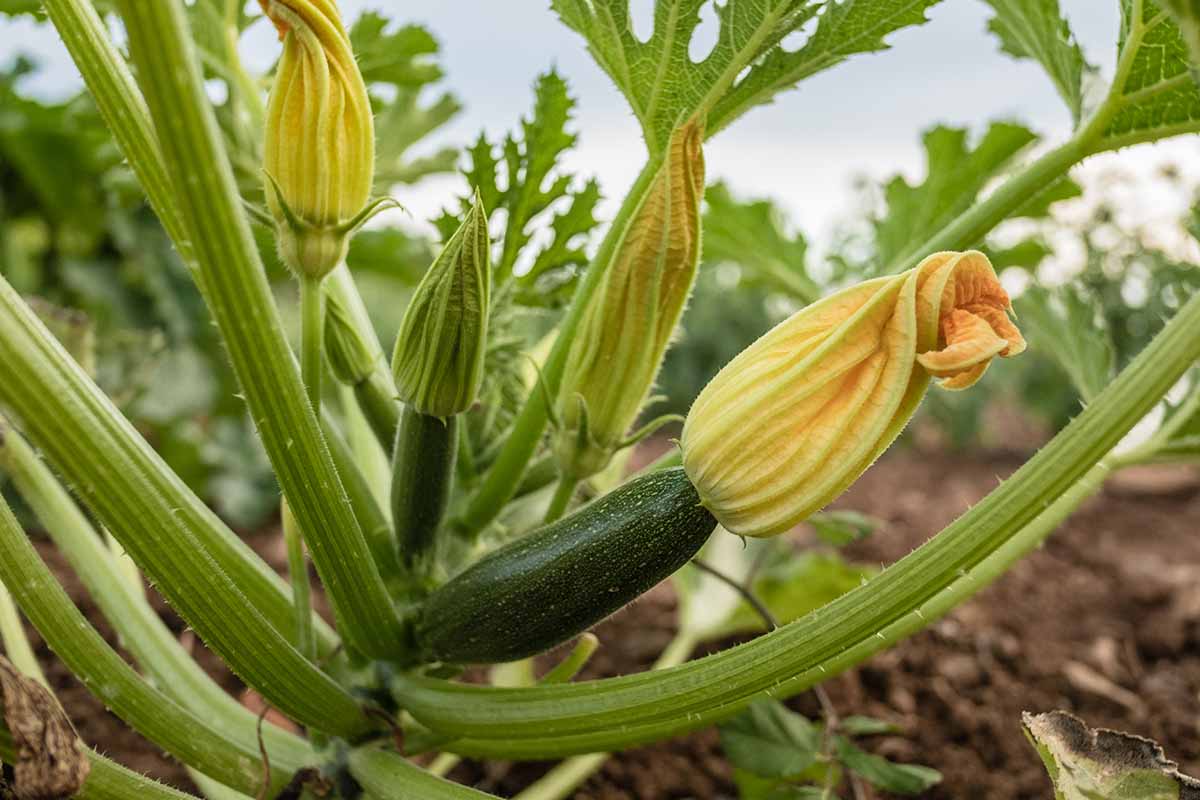 A close up horizontal image of a zucchini plant with yellow flowers and developing fruits.