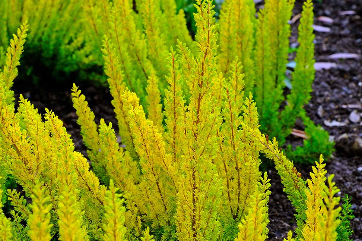 A close up horizontal image of 'Albert's Gold' heather growing in the garden.