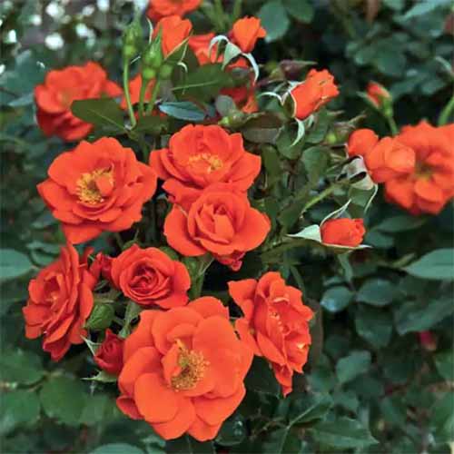 A close up square image of orange 'All a Twitter' roses growing in the garden.