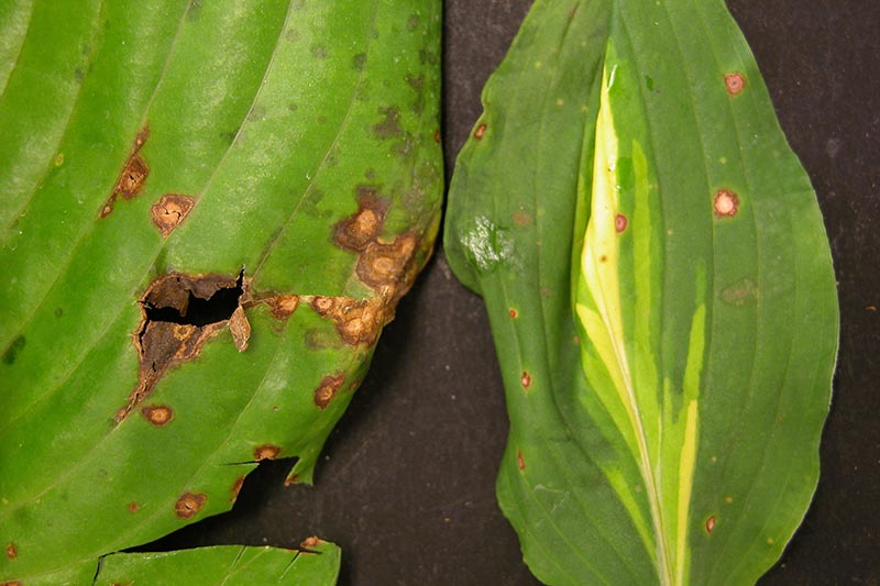 A close up horizontal image of the symptoms of anthracnose on the leaves of a hosta plant.