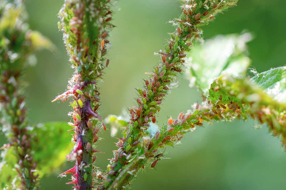 A close up horizontal image of branches of a plant infested with aphids pictured on a soft focus background.