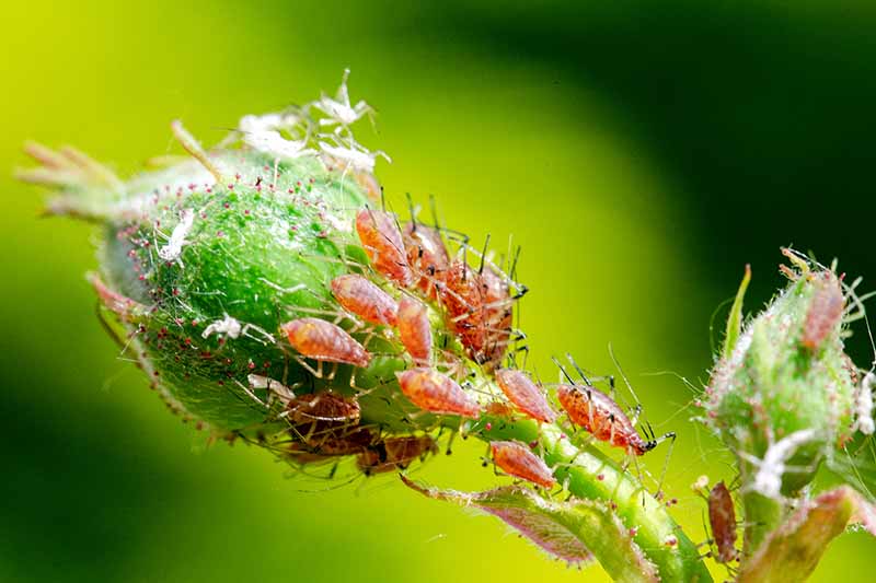 A close up horizontal image of aphids infesting a flower bud picture don a soft focus background.