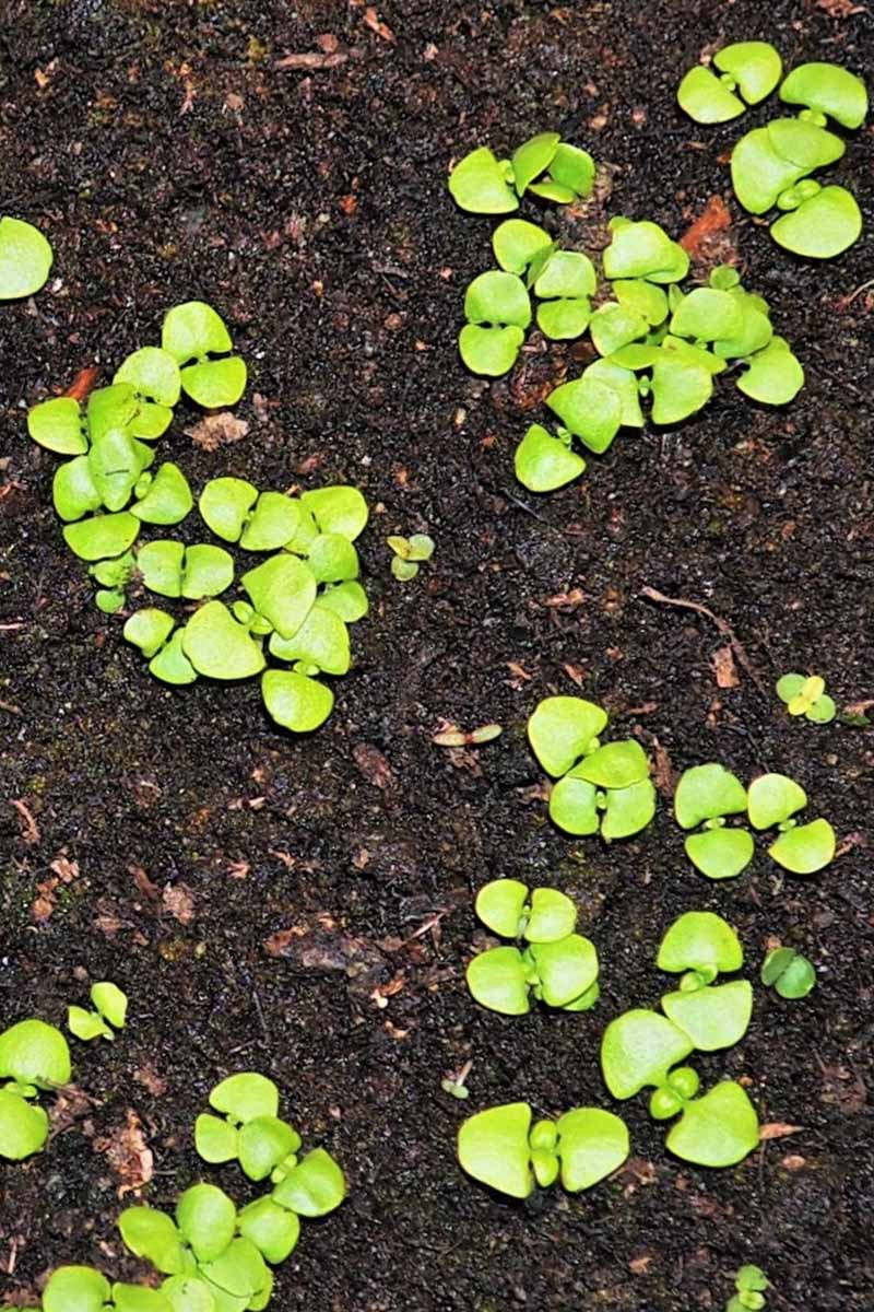 A close up vertical image of tiny seedlings pushing through dark soil.