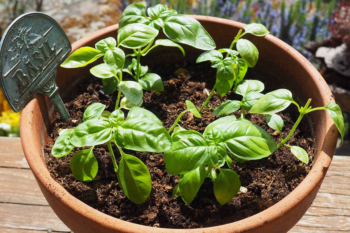 A horizontal image of a terra cotta pot filled with basil seedlings set on a sunny deck.