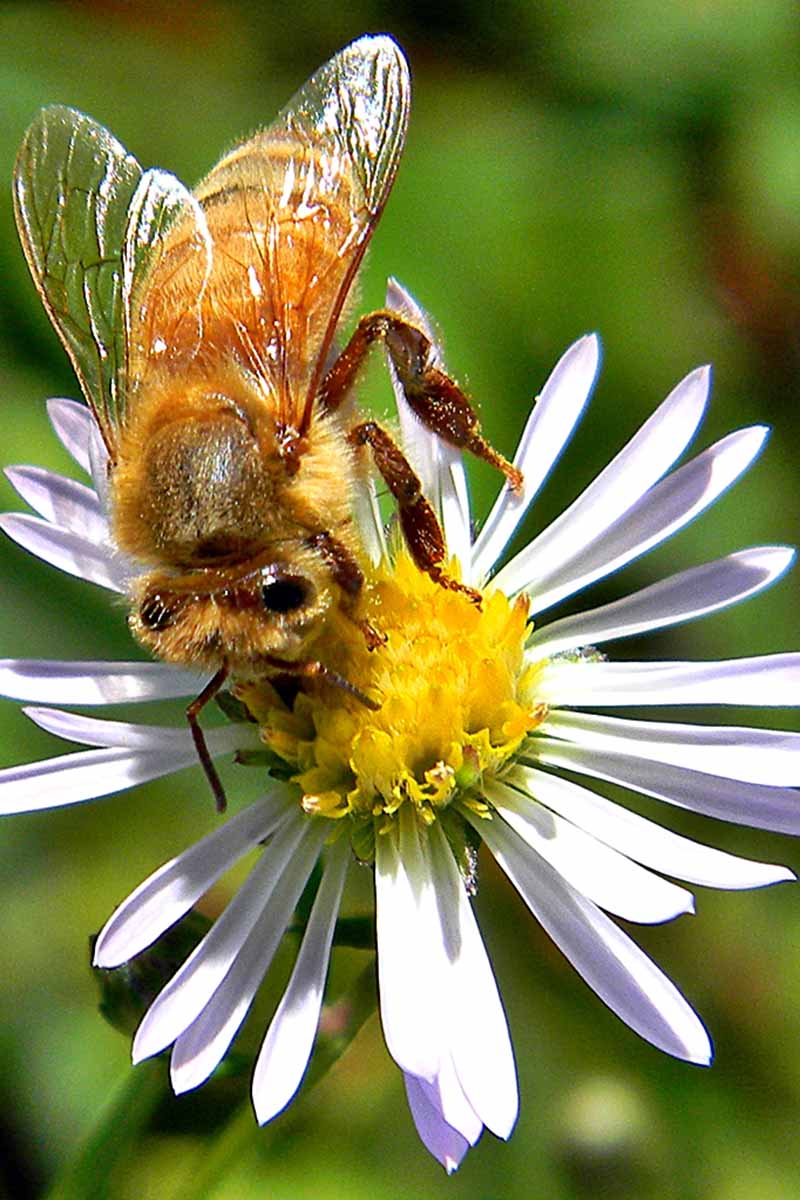A close up vertical image of a bee feeding from a bushy aster flower pictured on a soft focus background.