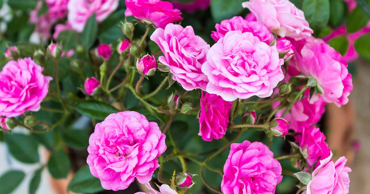 Growing Pink Roses – What Are The Best Types Of Pink Rose, 48% OFF