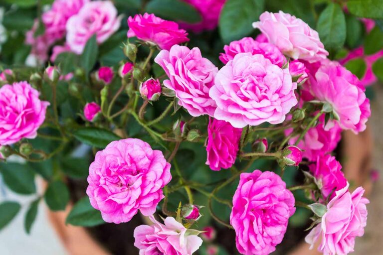 A close up square image of bright pink miniature teacup roses growing in a container.