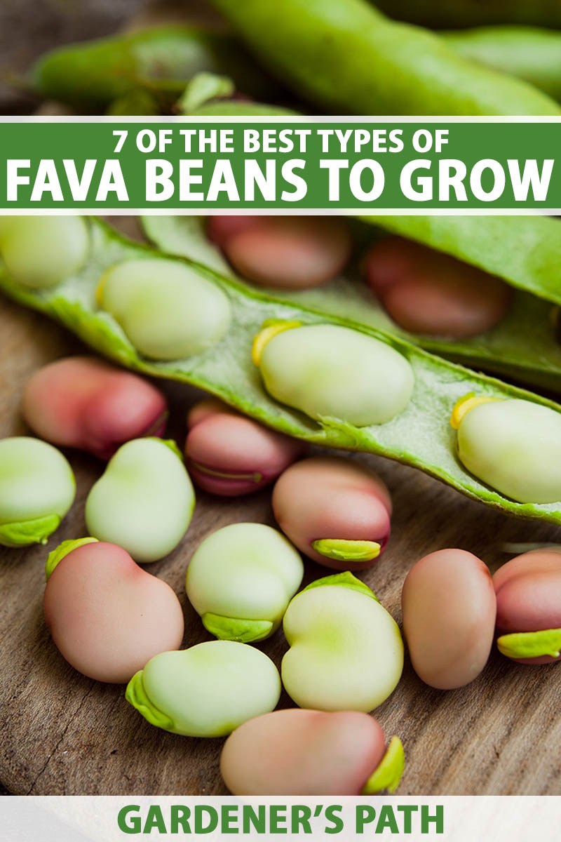 A close up vertical image of fava beans spilling out of the pods onto a wooden surface. To the top and bottom of the frame is green and white printed text.