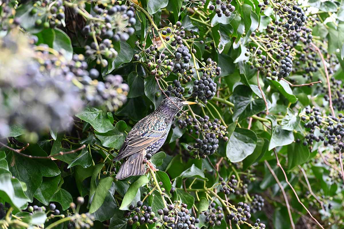 A close up horizontal image of a bird feeding on ripe blueberries in the garden.