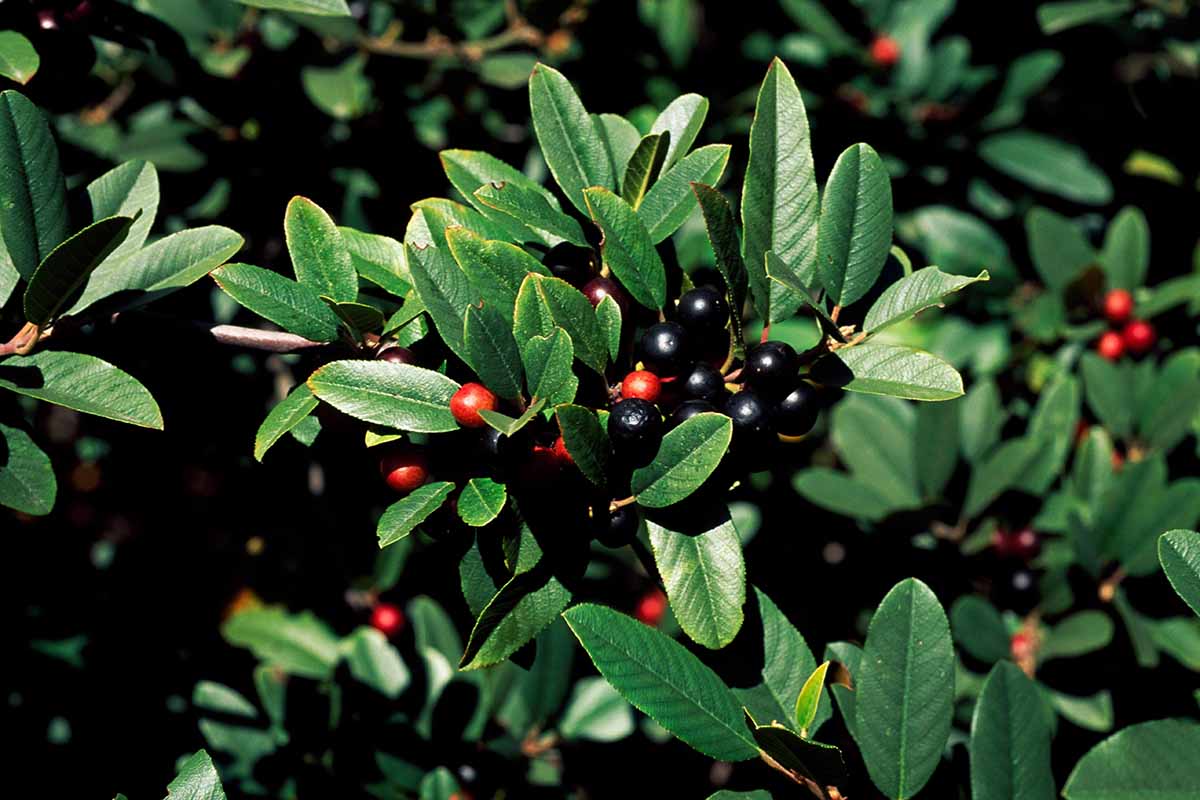 A close up horizontal image of California coffeeberry growing in the garden with red and black berries contrasting with the deep green foliage pictured in bright sunshine.