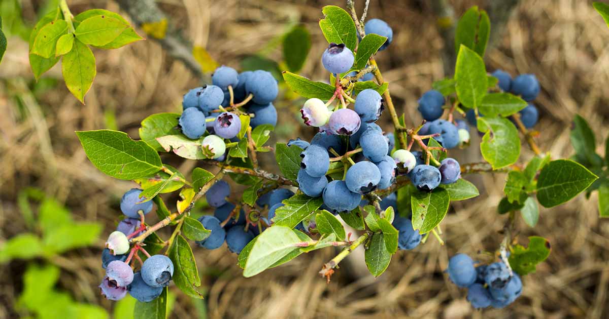 Berry Identification: 5 Berries That You Absolutely Cannot Eat
